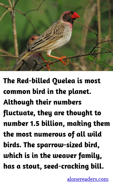 The Red-billed Quelea is most common bird in the planet. Although their numbers fluctuate, they are thought to number 1.5 billion, making them the most numerous of all wild birds. The sparrow-sized bird, which is in the weaver family, has a stout, seed-cracking bill.