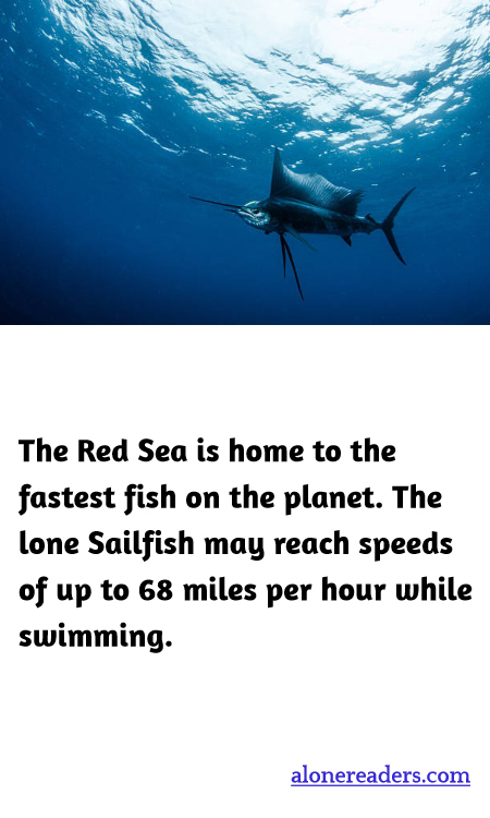 General Knowledge Learning Cards