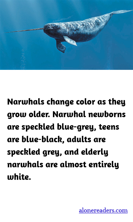Narwhals change color as they grow older. Narwhal newborns are speckled blue-grey, teens are blue-black, adults are speckled grey, and elderly narwhals are almost entirely white.
