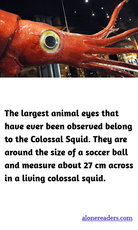 The largest animal eyes that have ever been observed belong to the Colossal Squid. They are around the size of a soccer ball and measure about 27 cm across in a living colossal squid.