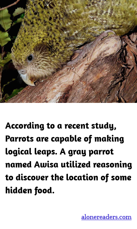 According to a recent study, Parrots are capable of making logical leaps. A gray parrot named Awisa utilized reasoning to discover the location of some hidden food.