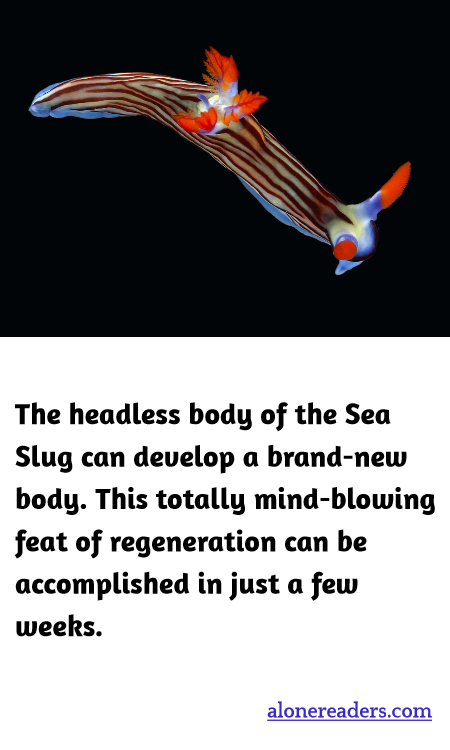 The headless body of the Sea Slug can develop a brand-new body. This totally mind-blowing feat of regeneration can be accomplished in just a few weeks.