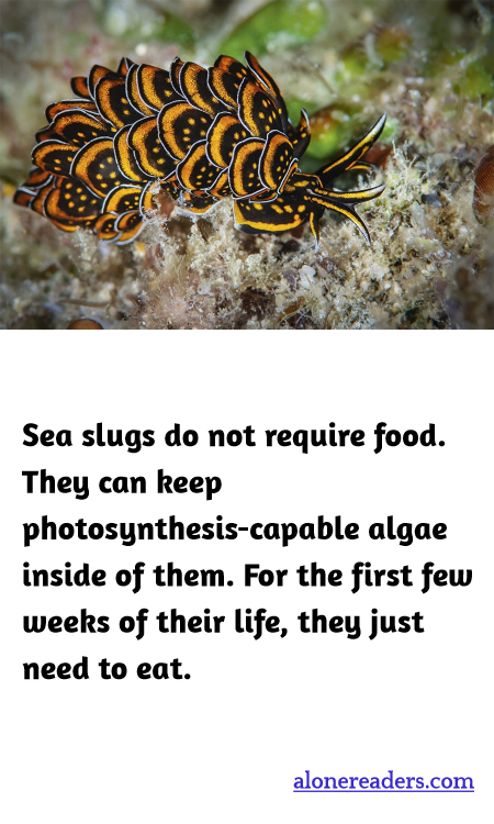 Sea slugs do not require food. They can keep photosynthesis-capable algae inside of them. For the first few weeks of their life, they just need to eat.