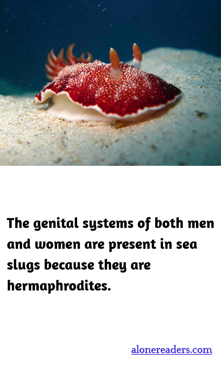 General Knowledge Learning Cards