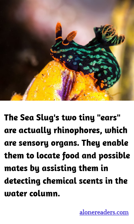 General Knowledge Learning Cards