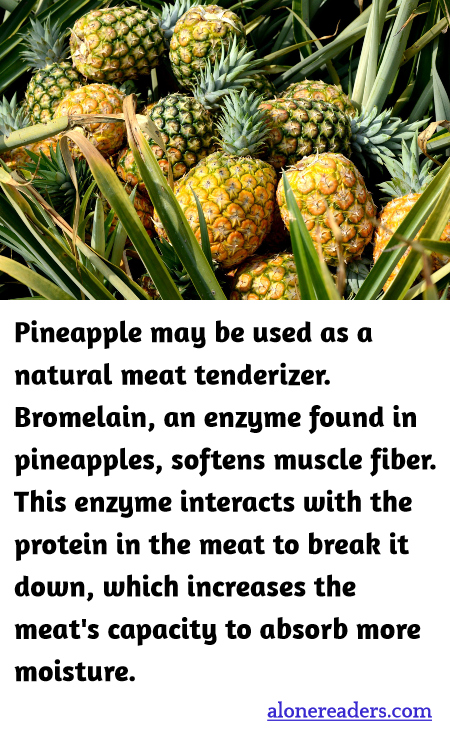 Pineapple may be used as a natural meat tenderizer.  Bromelain, an enzyme found in pineapples, softens muscle fiber. This enzyme interacts with the protein in the meat to break it down, which increases the meat's capacity to absorb more moisture.