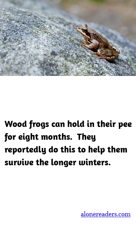 Wood frogs can hold in their pee for eight months.  They reportedly do this to help them survive the longer winters.
