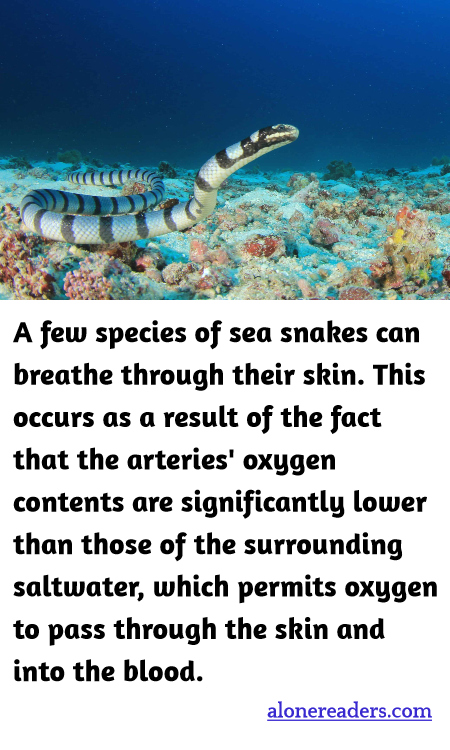 A few species of sea snakes can breathe through their skin. This occurs as a result of the fact that the arteries' oxygen contents are significantly lower than those of the surrounding saltwater, which permits oxygen to pass through the skin and into the blood.