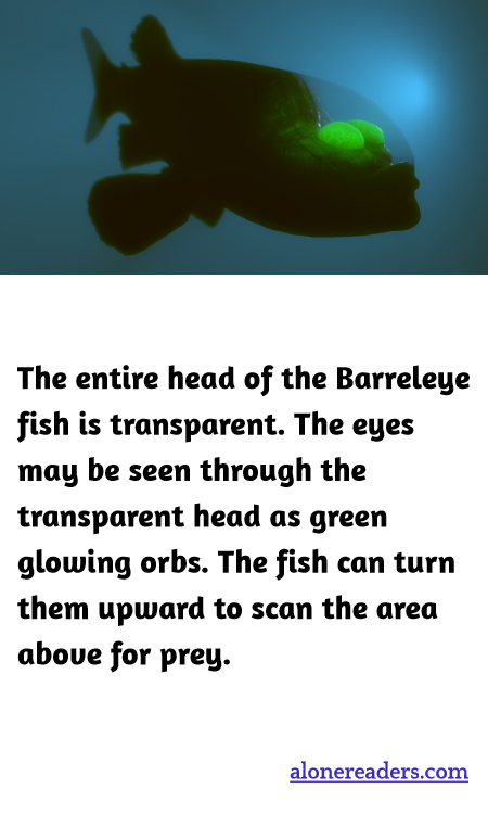 General Knowledge Learning Cards