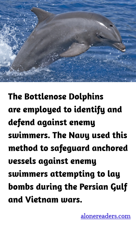 General Knowledge Learning Cards