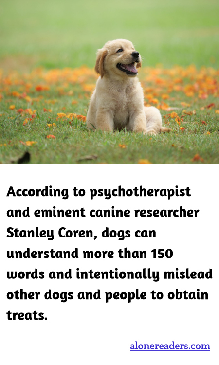According to psychotherapist and eminent canine researcher Stanley Coren, dogs can understand more than 150 words and intentionally mislead other dogs and people to obtain treats.