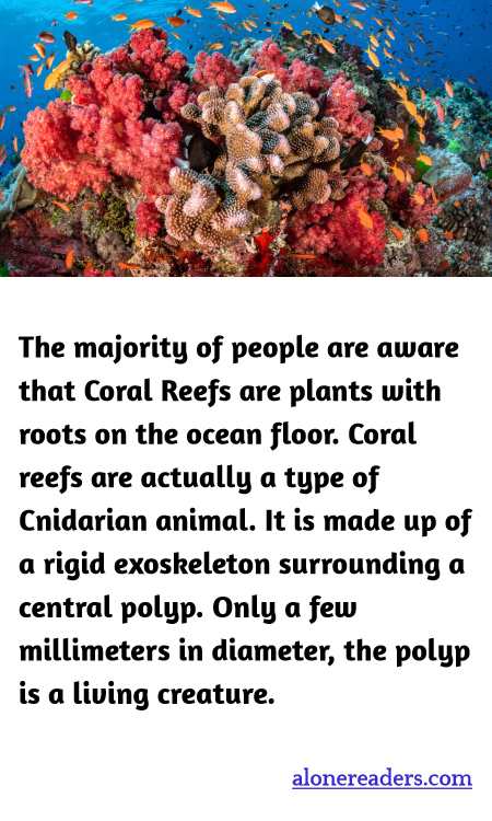 The majority of people are aware that Coral Reefs are plants with roots on the ocean floor. Coral reefs are actually a type of Cnidarian animal. It is made up of a rigid exoskeleton surrounding a central polyp. Only a few millimeters in diameter, the polyp is a living creature.