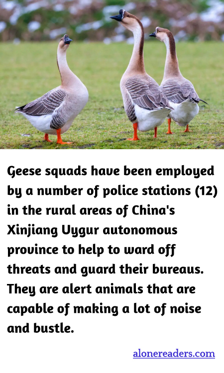 General Knowledge Learning Cards