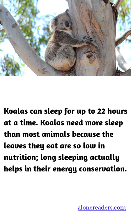 General Knowledge Learning Cards