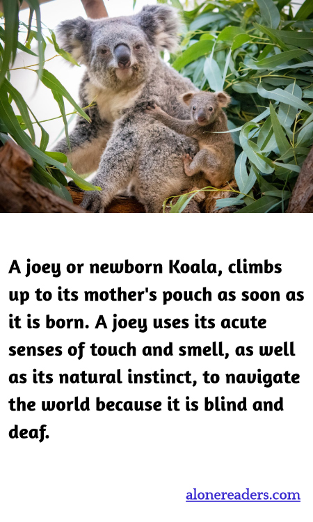 General Knowledge Learning Cards