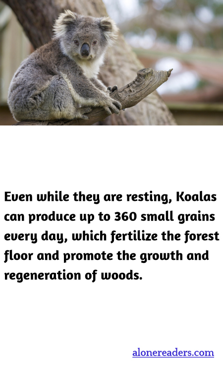 Even while they are resting, Koalas can produce up to 360 small grains every day, which fertilize the forest floor and promote the growth and regeneration of woods.