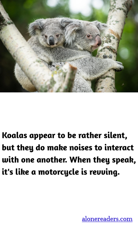 Koalas appear to be rather silent, but they do make noises to interact with one another. When they speak, it's like a motorcycle is revving.