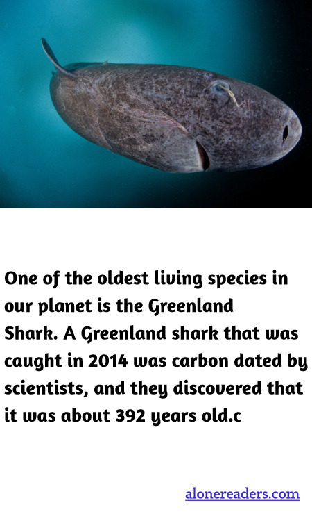 One of the oldest living species in our planet is the Greenland Shark. A Greenland shark that was caught in 2014 was carbon dated by scientists, and they discovered that it was about 392 years old.