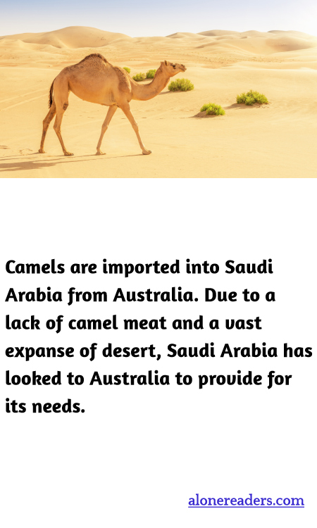 Camels are imported into Saudi Arabia from Australia. Due to a lack of camel meat and a vast expanse of desert, Saudi Arabia has looked to Australia to provide for its needs.