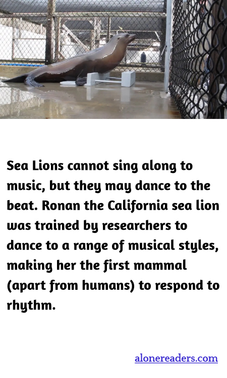 Sea Lions cannot sing along to music, but they may dance to the beat. Ronan the California sea lion was trained by researchers to dance to a range of musical styles, making her the first mammal (apart from humans) to respond to rhythm.