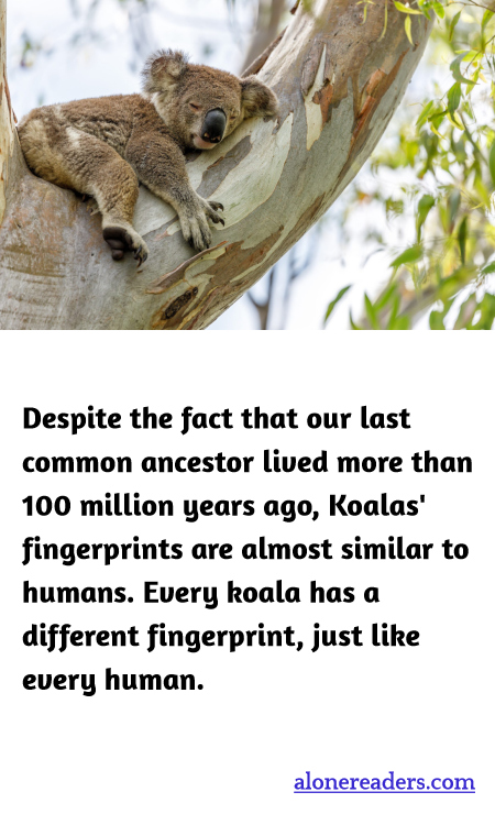 Despite the fact that our last common ancestor lived more than 100 million years ago, Koalas' fingerprints are almost similar to humans. Every koala has a different fingerprint, just like every human.