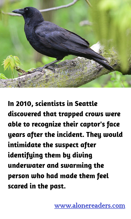 In 2010, scientists in Seattle discovered that trapped crows were able to recognize their captor's face years after the incident. They would intimidate the suspect after identifying them by diving underwater and swarming the person who had made them feel scared in the past.