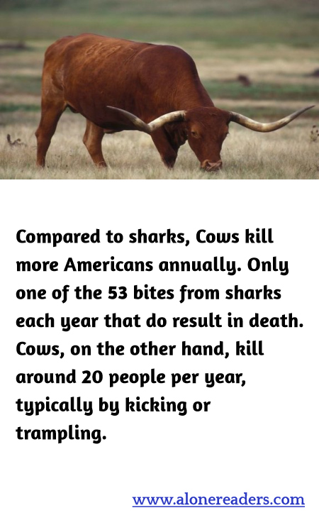 Compared to sharks, Cows kill more Americans annually. Only one of the 53 bites from sharks each year that do result in death. Cows, on the other hand, kill around 20 people per year, typically by kicking or trampling.