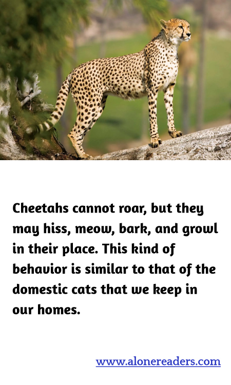 Cheetahs cannot roar, but they may hiss, meow, bark, and growl in their place. This kind of behavior is similar to that of the domestic cats that we keep in our homes.