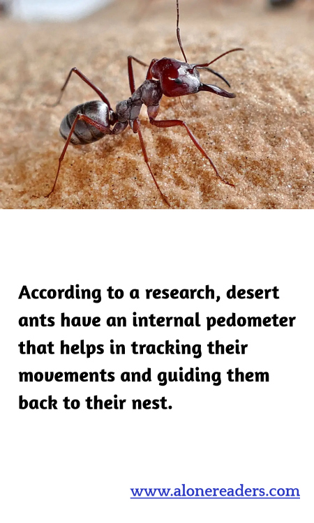 According to a research, desert ants have an internal pedometer that helps in tracking their movements and guiding them back to their nest.