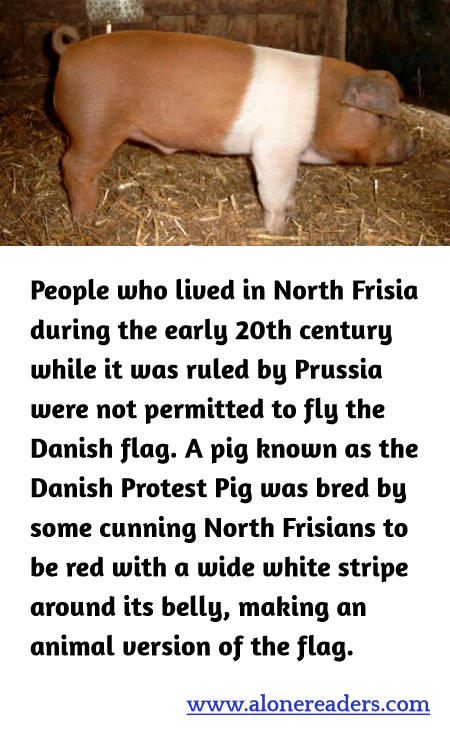 General Knowledge Learning Cards