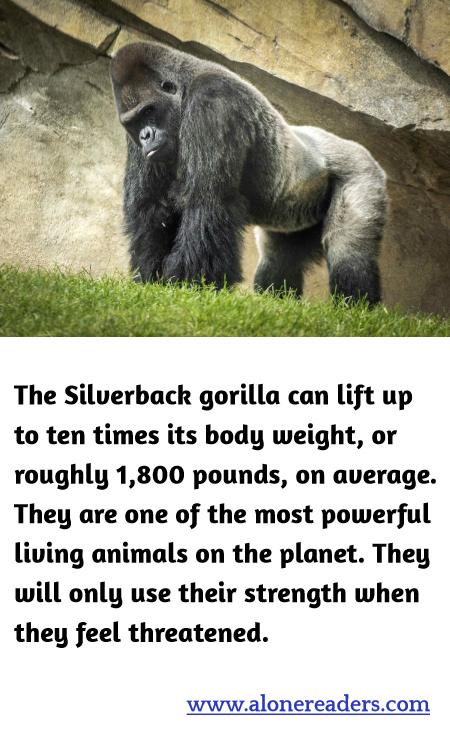 General Knowledge Learning Cards