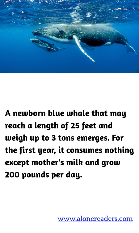 A newborn blue whale that may reach a length of 25 feet and weigh up to 3 tons emerges. For the first year, it consumes nothing except mother's milk and grow 200 pounds per day.