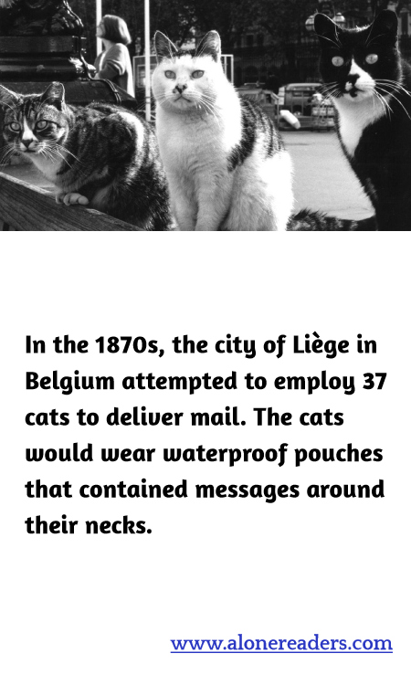 General Knowledge Learning Cards