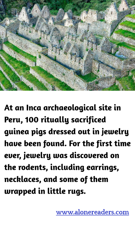 At an Inca archaeological site in Peru, 100 ritually sacrificed guinea pigs dressed out in jewelry have been found. For the first time ever, jewelry was discovered on the rodents, including earrings, necklaces, and some of them wrapped in little rugs.