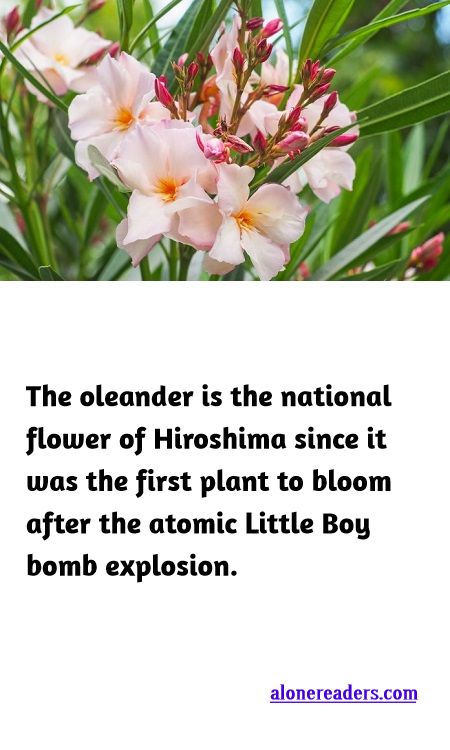 <p><span style="background-color:#ffffff; color:#000000; font-family:docs-Constantia; font-size:15px">The oleander is the national flower of Hiroshima since it was the first plant to bloom after the atomic Little Boy bomb explosion.</span></p>
