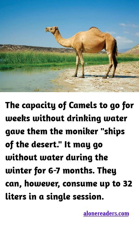 <p><span style="background-color:#ffffff; color:#000000; font-family:Roboto,RobotoDraft,Helvetica,Arial,sans-serif; font-size:13px">The capacity of Camels to go for weeks without drinking water gave them the moniker &quot;ships of the desert.&quot; It may go without water during the winter for 6-7 months. They can, however, consume up to 32 liters in a single session.</span></p>
