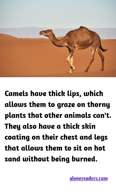 <p><span style="background-color:#ffffff; color:#000000; font-family:Roboto,RobotoDraft,Helvetica,Arial,sans-serif; font-size:13px">Camels have thick lips, which allows them to graze on thorny plants that other animals can&#39;t. They also have a thick skin coating on their chest and legs that allows them to sit on hot sand without being burned.</span></p>
