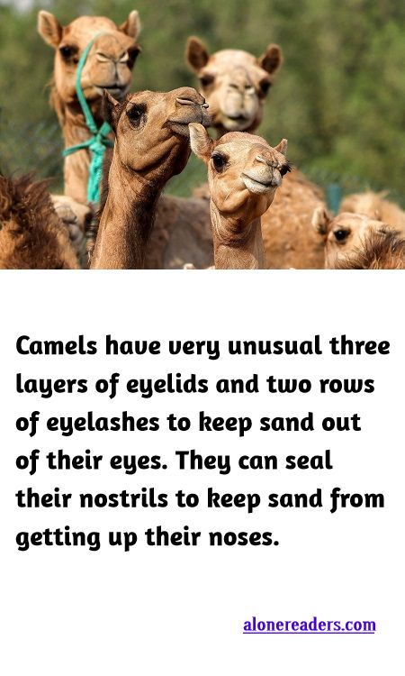 <p><span style="background-color:#ffffff; color:#000000; font-family:Roboto,RobotoDraft,Helvetica,Arial,sans-serif; font-size:13px">Camels have very unusual three layers of eyelids and two rows of eyelashes to keep sand out of their eyes. They can seal their nostrils to keep sand from getting up their noses.</span></p>
