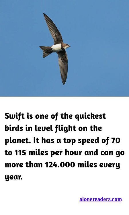 <p><span style="background-color:#ffffff; color:#000000; font-family:Roboto,RobotoDraft,Helvetica,Arial,sans-serif; font-size:13px">Swift is one of the quickest birds in level flight on the planet. It has a top speed of 70 to 115 miles per hour and can go more than 124.000 miles every year. </span></p>

