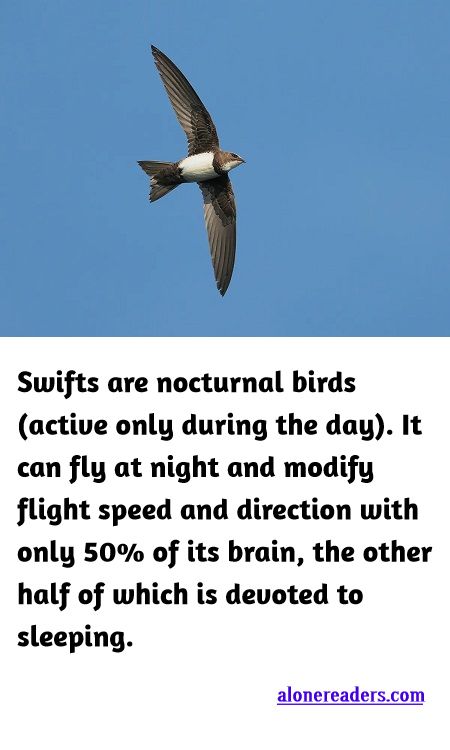 <p><span style="background-color:#ffffff; color:#000000; font-family:Roboto,RobotoDraft,Helvetica,Arial,sans-serif; font-size:13px">Swifts are nocturnal birds (active only during the day). It can fly at night and modify flight speed and direction with only 50% of its brain, the other half of which is devoted to sleeping.</span></p>

