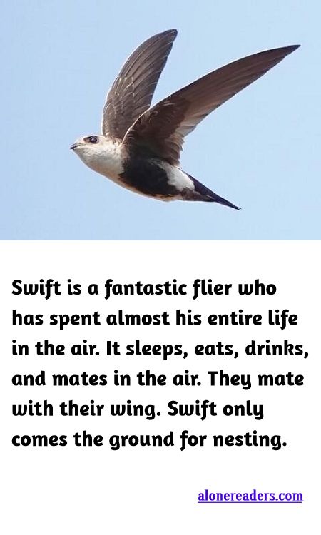 <p><span style="background-color:#ffffff; color:#000000; font-family:Roboto,RobotoDraft,Helvetica,Arial,sans-serif; font-size:13px">Swift is a fantastic flier who has spent almost his entire life in the air. It sleeps, eats, drinks, and mates in the air. They mate with their wing. Swift only comes the ground for nesting.</span></p>
