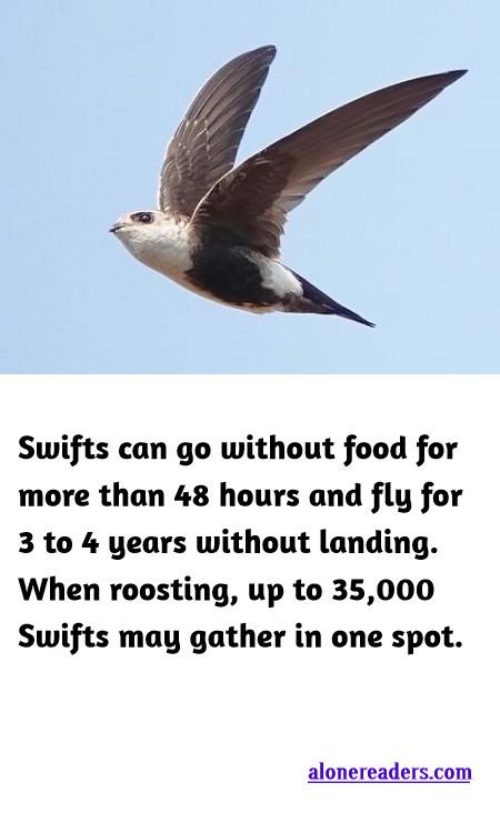 <p><span style="background-color:#ffffff; color:#000000; font-family:Roboto,RobotoDraft,Helvetica,Arial,sans-serif; font-size:13px">Swifts can go without food for more than 48 hours and fly for 3 to 4 years without landing. When roosting, up to 35,000 Swifts may gather in one spot.</span></p>
