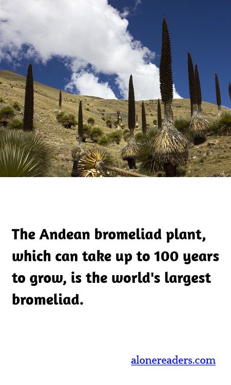 <p><span style="background-color:#ffffff; color:#000000; font-family:Roboto,RobotoDraft,Helvetica,Arial,sans-serif; font-size:13px">The Andean bromeliad plant, which can take up to 100 years to grow, is the world&#39;s largest bromeliad.</span></p>
