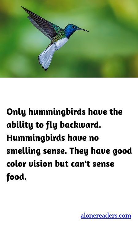 <p><span style="background-color:#ffffff; color:#000000; font-family:Roboto,RobotoDraft,Helvetica,Arial,sans-serif; font-size:13px">Only hummingbirds have the ability to fly backward. Hummingbirds have no smelling sense. They have good color vision but can&#39;t sense food.</span></p>
