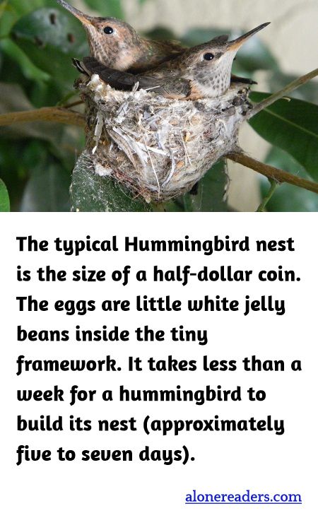 <p><span style="background-color:#ffffff; color:#000000; font-family:Roboto,RobotoDraft,Helvetica,Arial,sans-serif; font-size:13px">The typical Hummingbird nest is the size of a half-dollar coin. The eggs are little white jelly beans inside the tiny framework. It takes less than a week for a hummingbird to build its nest (approximately five to seven days).</span></p>
