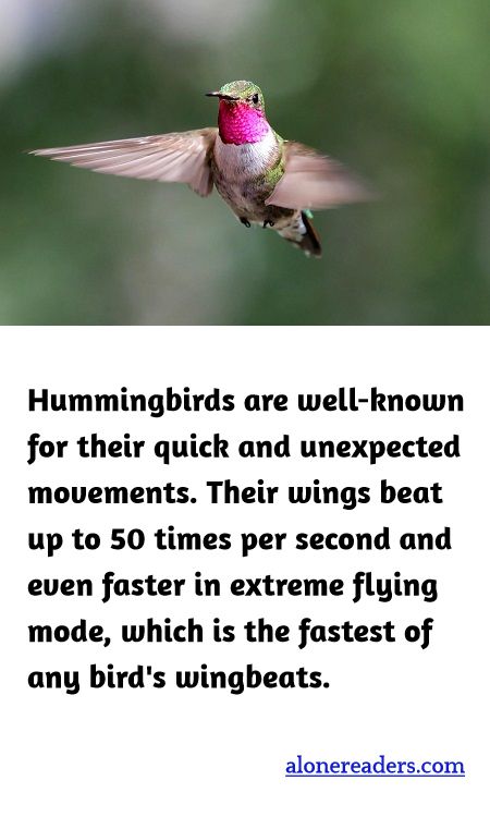 <p><span style="background-color:#ffffff; color:#000000; font-family:Roboto,RobotoDraft,Helvetica,Arial,sans-serif; font-size:13px">Hummingbirds are well-known for their quick and unexpected movements. Their wings beat up to 50 times per second and even faster in extreme flying mode, which is the fastest of any bird&#39;s wingbeats.</span></p>

