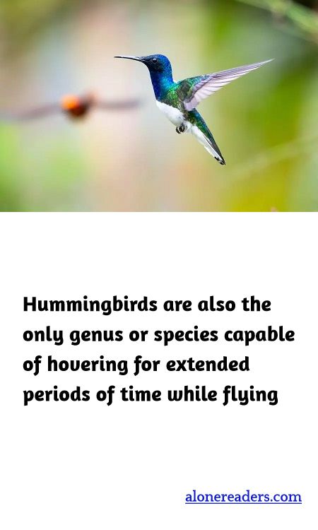 <p><span style="background-color:#ffffff; color:#000000; font-family:Roboto,RobotoDraft,Helvetica,Arial,sans-serif; font-size:13px">Hummingbirds are also the only genus or species capable of hovering for extended periods of time while flying</span></p>
