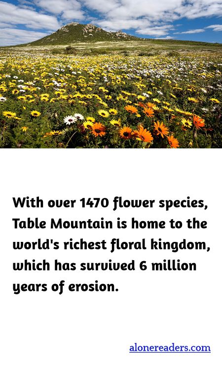 <p><span style="background-color:#ffffff; color:#000000; font-family:Roboto,RobotoDraft,Helvetica,Arial,sans-serif; font-size:13px">With over 1470 flower species, Table Mountain is home to the world&#39;s richest floral kingdom, which has survived 6 million years of erosion.</span></p>
