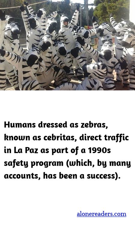 Humans dressed as zebras, known as cebritas, direct traffic in La Paz as part of a 1990s safety program (which, by many accounts, has been a success).