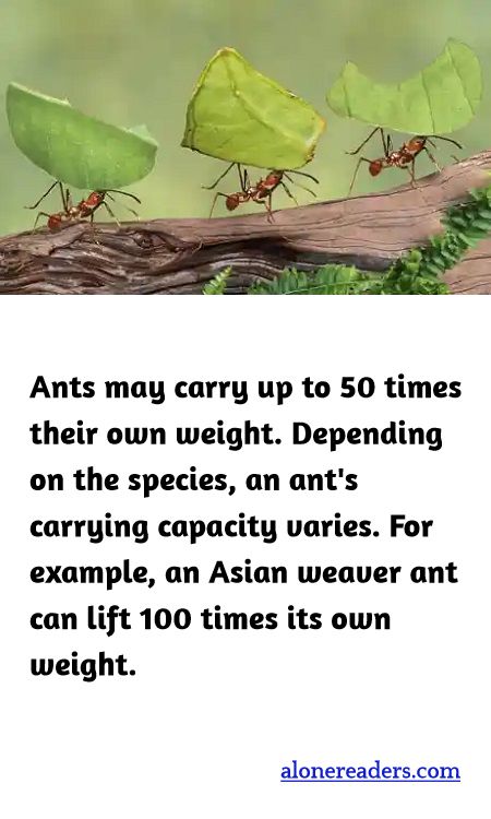 Ants may carry up to 50 times their own weight. Depending on the species, an ant's carrying capacity varies. For example, an Asian weaver ant can lift 100 times its own weight.